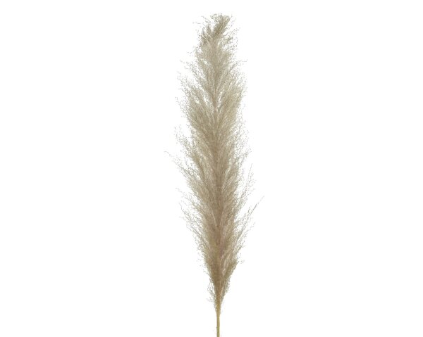 Soma  Weihnachten 1 Stück D = 11.00-H55.00cm Bueschel Pampasgras pampas grass natural