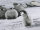 Zo!Home Flanell Tadzio Bettwäsche 135 White Animals White 1 Bettbezug 135x200cm + 1 Kissenbezug 80x80cm