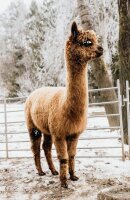 Golden Alpaca Bettdecke Alpaka Decke Alpaka Geschenk Alpaka Wolle (Ganzjahresdecke, 155 x 220 cm)