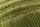 KAAT Amsterdam Dekokissen Quilta_Olive Green_UV_UV_43x43 43 x 43 cm 1 Zierkissen