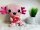 Kawaii Axolotl Kuscheltier Echse Molch Figur Plüsch 24 cm Plüsch pink