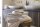Beddinghouse Handtuch  Care Baumwoll Boo Beige 50x100 Set a 3 Stk natur